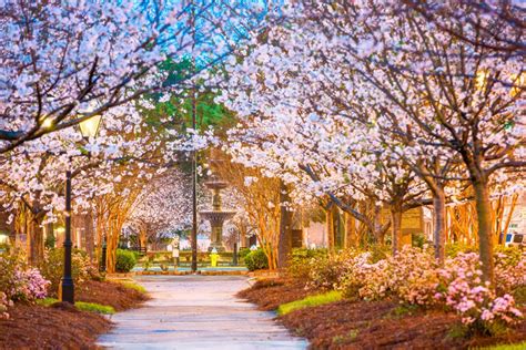 Cherry blossom festival macon - While many events take place in Carolyn Crayton Park, the streets of Downtown Macon also play a big part in the festival each year. Skip to main …